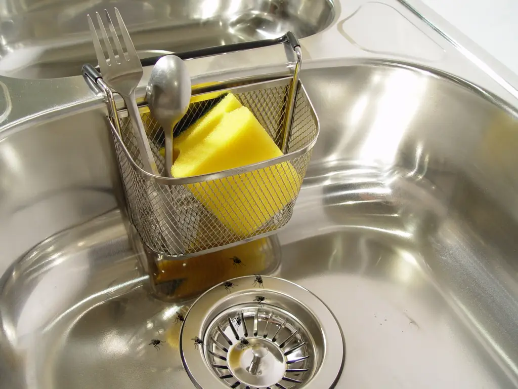 drain flies near kitchen drain need Houston residential plumber